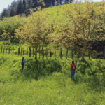 Corta ramas telescópico ALTUNA 90611 - Imagen 4