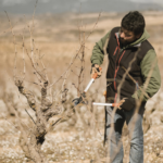 Tijera de poda clásica ALTUNA 5323 - Imagen 4