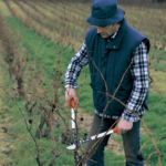 Tijera de poda clásica ALTUNA 5323 - Imagen 2